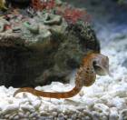 hippocampus